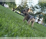 Small French Bulldog