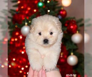 Maltipoo Puppy for sale in HOUSTON, TX, USA