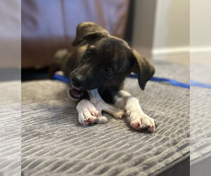 Junior - Male Plott Hound Dog for Adoption - Photo #2