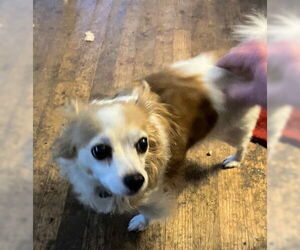 Jax - Male Chihuahua-Unknown Mix Dog for Adoption - Photo #4