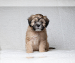 Small Photo #2 Zuchon Puppy For Sale in WHEELING, IL, USA