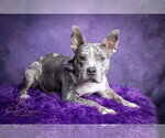 Small #4 Catahoula Leopard Dog Mix