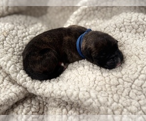 Medium Boxer