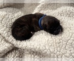 Puppy Blue Collar Boxer