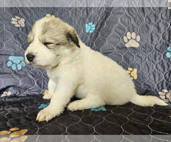 Medium Photo #3 Great Pyrenees Puppy For Sale in Croydon, NH, USA