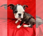 Small Photo #9 Faux Frenchbo Bulldog Puppy For Sale in WATERVLIET, NY, USA