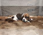 Small Photo #30 Basset Hound Puppy For Sale in BYHALIA, MS, USA