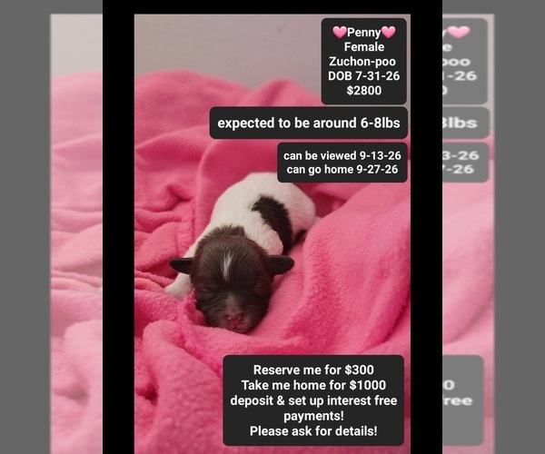 Medium Photo #1 Poodle (Toy)-Zuchon Mix Puppy For Sale in TUCSON, AZ, USA