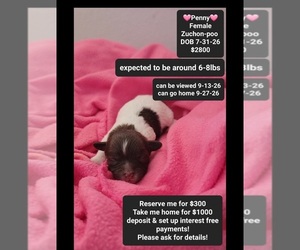 Poodle (Toy)-Zuchon Mix Puppy for sale in TUCSON, AZ, USA