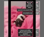 Small Poodle (Toy)-Zuchon Mix