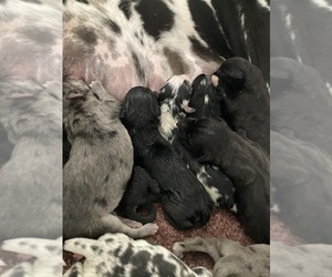 Anatolian Shepherd-Great Dane Mix Puppy for sale in CHERRY VALLEY, CA, USA