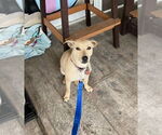 Small #13 Dachshund Mix