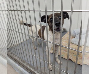Max - Male Jack Russell Terrier Dog for Adoption