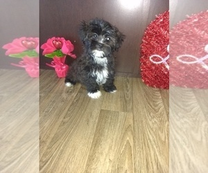 Maltese Puppy for sale in LAPEER, MI, USA