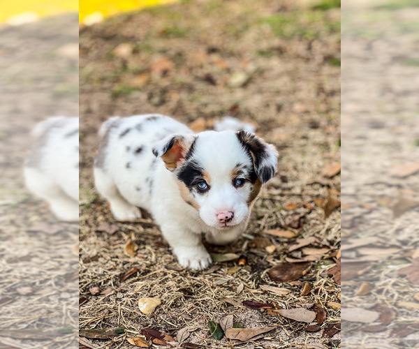 Medium Photo #2 Cardigan Welsh Corgi Puppy For Sale in ROCKDALE, TX, USA