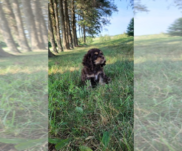 Medium Photo #18 Cocker Spaniel Puppy For Sale in WITHEE, WI, USA