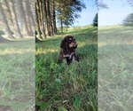 Small Photo #18 Cocker Spaniel Puppy For Sale in WITHEE, WI, USA