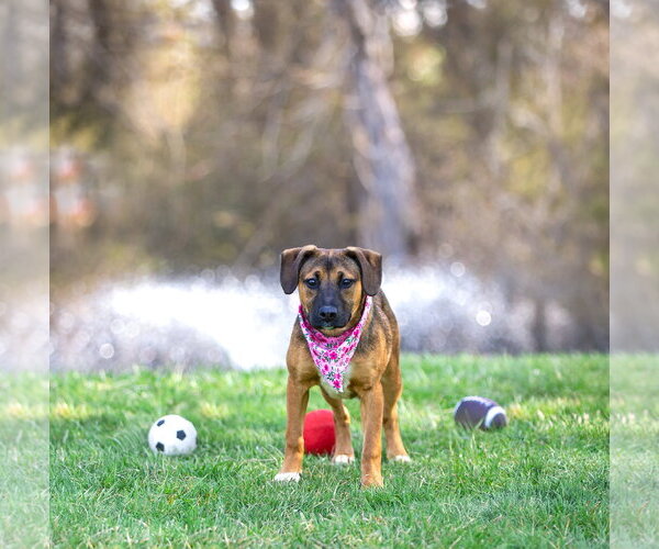 Medium Photo #10 Mutt Puppy For Sale in Unionville, PA, USA