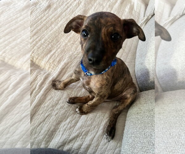 Medium Photo #1 American Pit Bull Terrier-Chihuahua Mix Puppy For Sale in Chester, VA, USA