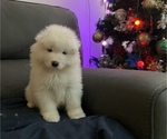 Small Photo #1 Samoyed Puppy For Sale in CARSON, CA, USA