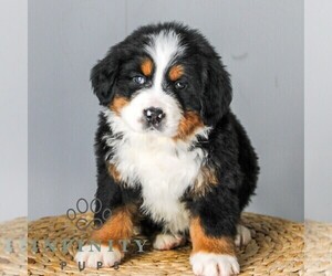 Medium Bernese Mountain Dog