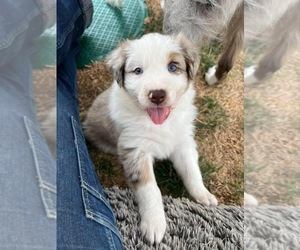 Australian Shepherd Puppy for sale in KELSO, WA, USA