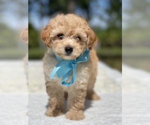 Goldendoodle Puppy for sale in FROSTPROOF, FL, USA