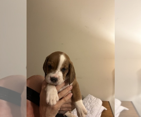 Medium Photo #10 Beabull-Beagle Mix Puppy For Sale in HILLSBOROUGH, NJ, USA