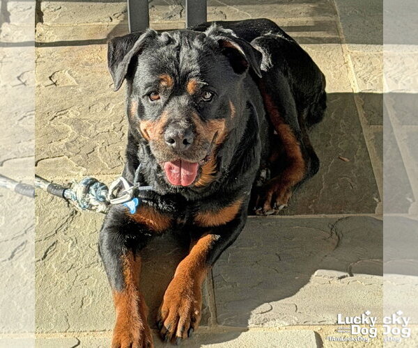 Medium Photo #6 Rottweiler-Unknown Mix Puppy For Sale in Washington, DC, USA