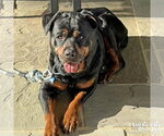 Small #5 Rottweiler Mix