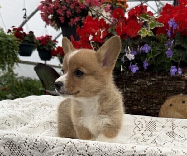 Medium Photo #2 Pembroke Welsh Corgi Puppy For Sale in OWEN, WI, USA