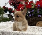 Small #1 Pembroke Welsh Corgi