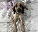 Small Mutt