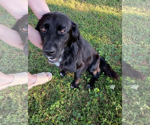 Medium Photo #5 Mutt Puppy For Sale in Westwood, NJ, USA