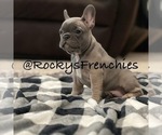 Puppy 1 French Bulldog