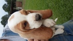 Puppy 2 Basset Hound