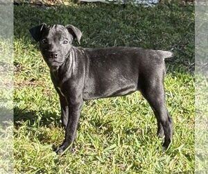 Mutt Dogs for adoption in Royal Palm Beach, FL, USA