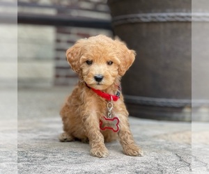 Poodle (Standard) Puppy for sale in WOLCOTT, IN, USA