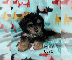 Australian Shepherd-Poodle (Toy) Mix Puppy for sale in CLARE, IL, USA