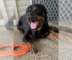 Small #4 Rottweiler