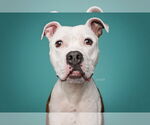 Small #3 American Pit Bull Terrier