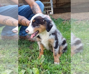 Miniature Australian Shepherd Puppy for sale in PLAINFIELD, IN, USA