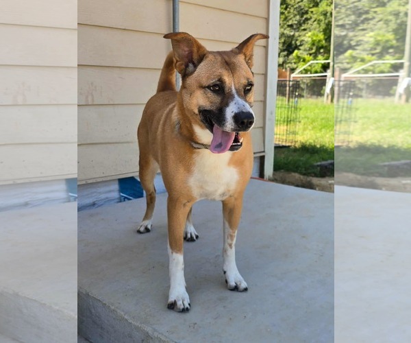 Medium Photo #2 Carolina Dog-Unknown Mix Puppy For Sale in Orangeburg, SC, USA