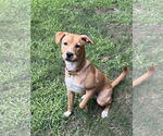 Small #2 Labrador Retriever Mix