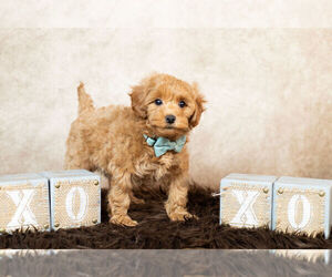 Maltipoo Puppy for Sale in WARSAW, Indiana USA