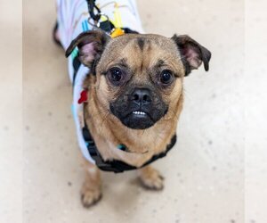 Pug-Unknown Mix Dogs for adoption in Mundelein, IL, USA