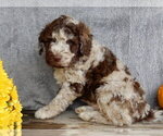 Small #1 Miniature Labradoodle