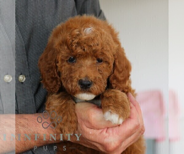 Medium Photo #6 Goldendoodle Puppy For Sale in GORDONVILLE, PA, USA