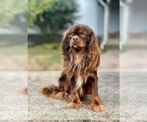 Father of the Beaglier puppies born on 11/15/2025