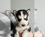 Puppy Little stormie Siberian Husky